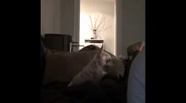 Not all chihuahuas loves Dentastick