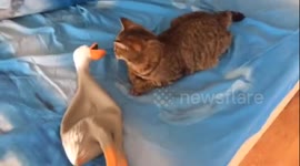 Duck hunting cat