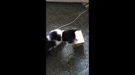 Cute kitten works out how make a toy kitten pop out of a money box
