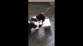 Cute kitten works out how make a toy kitten pop out of a money box