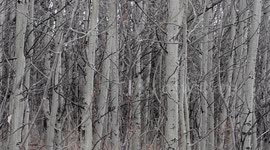 For the Love of Aspens