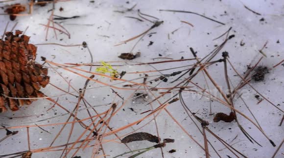 Water and the Pine Cone