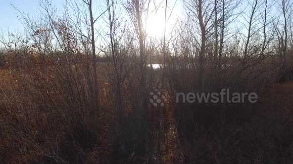 Morning at the local marsh