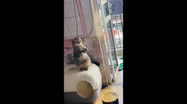 2 year-old cute cat begs for food when seeing her owner having meal