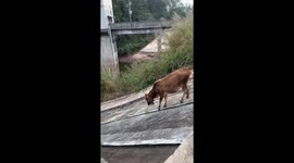 Hilarious Moment Cattle Narrowly Slips into River While Eating Grass on Slope in China