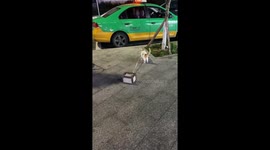 Muscular cat moving with 10kg stone on street stuns passersby in China