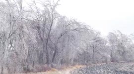 US: Icy Trees Spotted In Graceville, Minnesota On Christmas Day