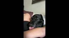 Dog's Wide Eyes Follow Bug