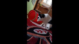 Cat Loves Playing with Jingle Bells