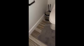Boxer Makes a Mess With Toilet Paper