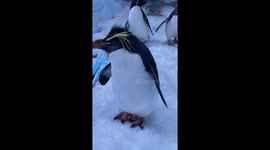 Adorable penguins shivering in cold confuses visitors at Chinese ocean park