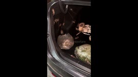 A Clawful Conundrum: Escaped Crabs Take Over Car Trunk
