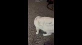 Cat Crawls Into Crochet Paper