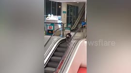 Pet dog refuses help and stubbornly climbs down escalator