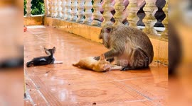 Monkey takes care of stray kittens, removes fleas outside temple
