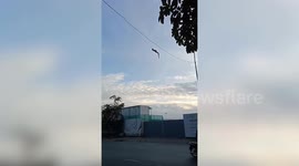 Snake hangs on electrical cables and falls into road