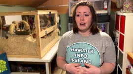 Interview with Sophie Laverty from the Hamster Info Ireland charity in Athy, Ireland
