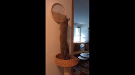 Cat is trying to move time. Pregnancy. Waiting kittens. Adorable, fun,cute.