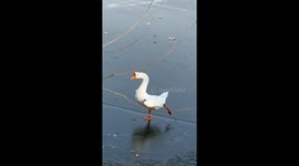Graceful Swan Lake: Elegant Swan Dances on Ice in China