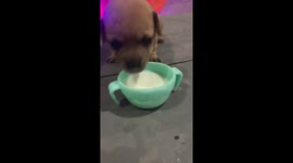Clumsy Puppy Dunks His Face in Milk