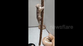 Little Cat Climbs Rope in Yichang, China