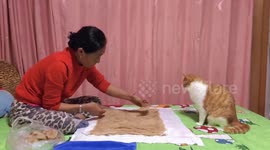 Woman Crafts Winter Quilt for Cat from Its Own Fur in Beijing, China