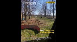 Henry the Racing Donkey