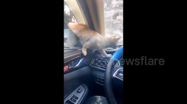 Stray cat squeezes into car to seeks refuge during cold weather