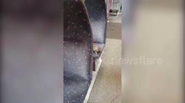 Video shows the moment a cheeky squirrel hopped on a train and took a seat next to passengers
