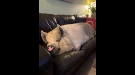 Big Piggy Takes a Nap on the Couch