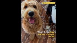 Dogs Make Massive Mess