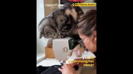 Cat is Fascinated by Sewing Machine