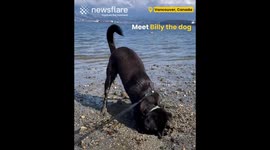 Hilarious Dog Digs Hole at the Beach