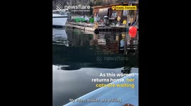 Cute kittens wait for owners return!