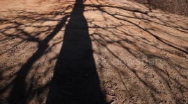Spooky shadows of a tree moving across the ground.