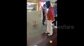 Dog Meets Girl in The Same Stylish Red Floral Coat in Qingdao, China