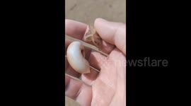 Mini Octopus Rolling on Man’s Palm in Qinhuangdao, China