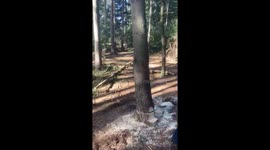 A large tree is cut down and falls almost perfect