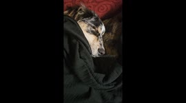 Puppy asleep with binky