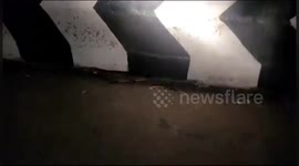 A one-and-half feet long newly born Mugger crocodile spotted on the busy road in the night in south india