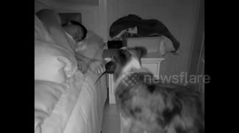 Sleeping owner jolted awake as dog surprises him with live rat gift