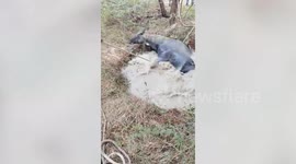 Nilgai rescued after it falls into well in northern India