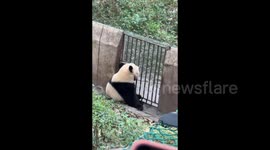 Panda Tries Her Hand at Unlocking The Gate in Chongqing, China
