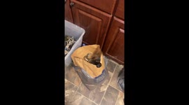 When You Have to Discipline Your Dinner