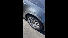 Wild Animal Damages Cadillac at Dealership