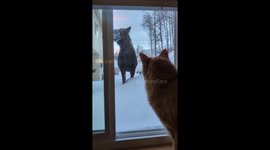 House Cat Watches Moose in Backyard