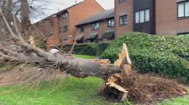 Damage as Storm Henk brings heavy gusts in London, UK