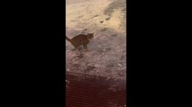 Joyful Feline “Soccer Player” Kicks Snowball in Eastern China