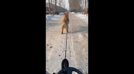 Fearless golden retriever leads owner on thrilling snow sled adventure