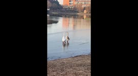 Careless Geese Fell into Water After Misjudging Ice Conditions in Eastern China